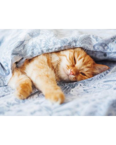 Почему кошки спят с хозяином?