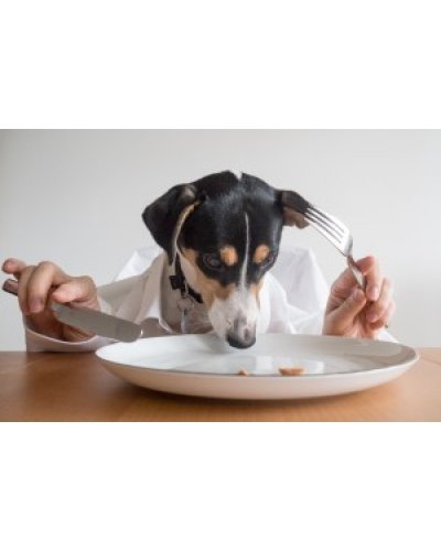 Правильное кормление собаки