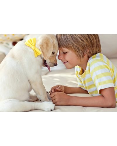 Как выбрать породу собаки