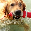 Игрушка Rogz Lighthouse для собак