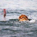 Игрушка Rogz Lighthouse для собак