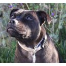 Ошейник Rogz "Alpinist Halsband" RHB29 для собак