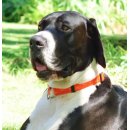 Ошейник-удавка Rogz "Alpinist" (Lime) для собак