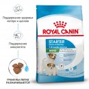 Royal Canin Mini Starter