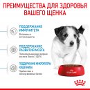 Royal Canin Puppy Mini